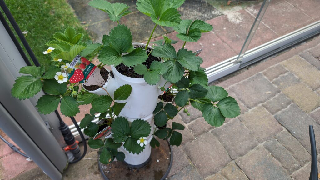Erdbeerpflanze mit grünen Blättern und weißen Blüten, die in einem vertikalen weißen Pflanzgefäß auf einer gefliesten Terrasse wächst.