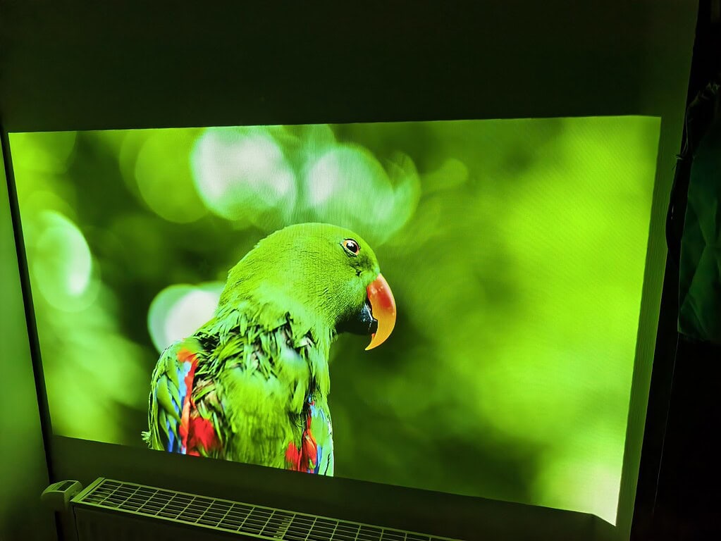 Ein grüner Papagei mit roten und blauen Federn an den Flügeln wird während des WiMiUS G1 Tests auf einem hellen Bildschirm gezeigt, mit einem unscharfen grünen Hintergrund.